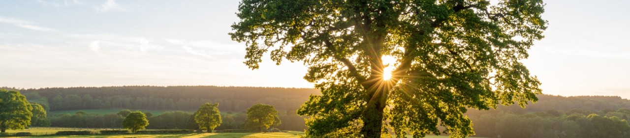 totalgreen tree and horizon