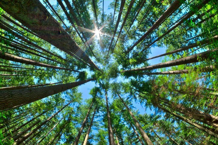 looking up at sky through the trees